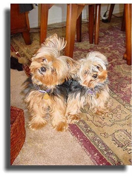 Denise Purrington's Dogs Sadie and Monty